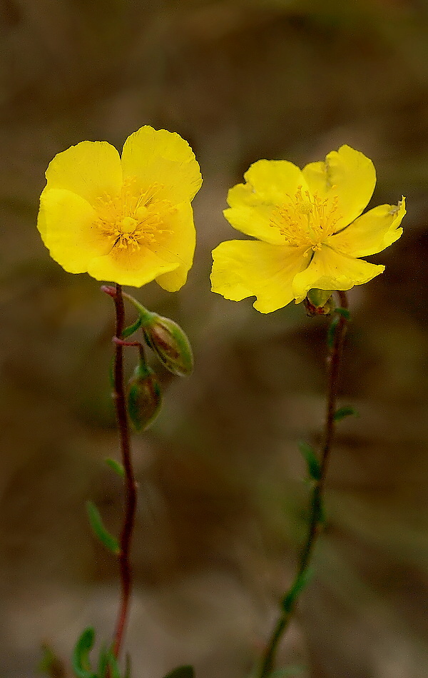 devätorník veľkokvetý Helianthemum grandiflorum (Scop.) DC.