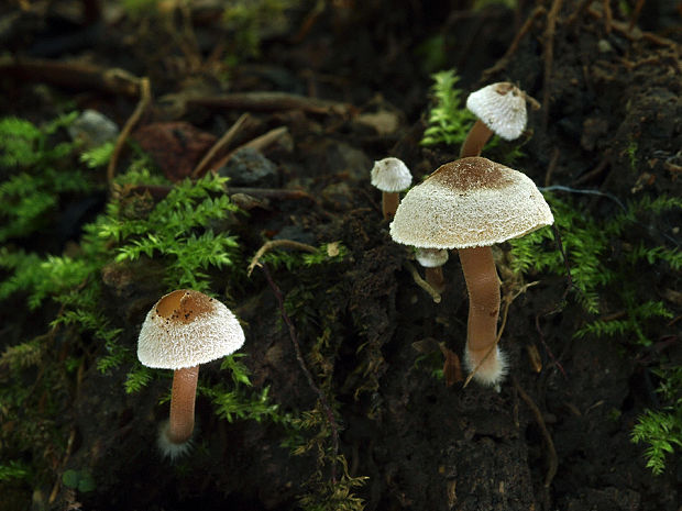 vláknica páperistá Inocybe petiginosa (Fr.) Gillet