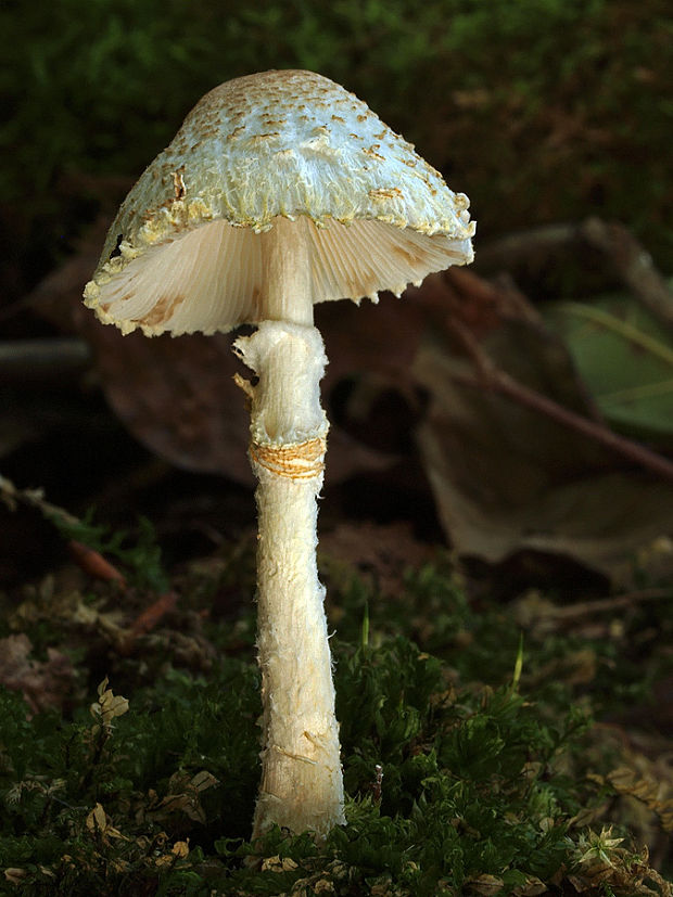 bedlička pošvatá Lepiota ignivolvata Bousset & Joss. ex Joss.