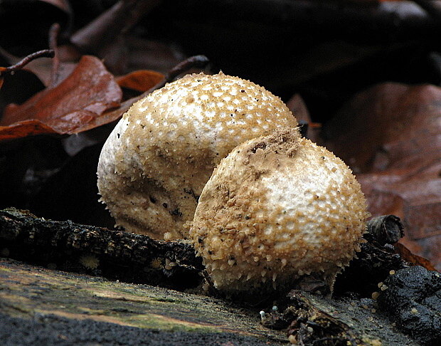 prášnica Lycoperdon sp.