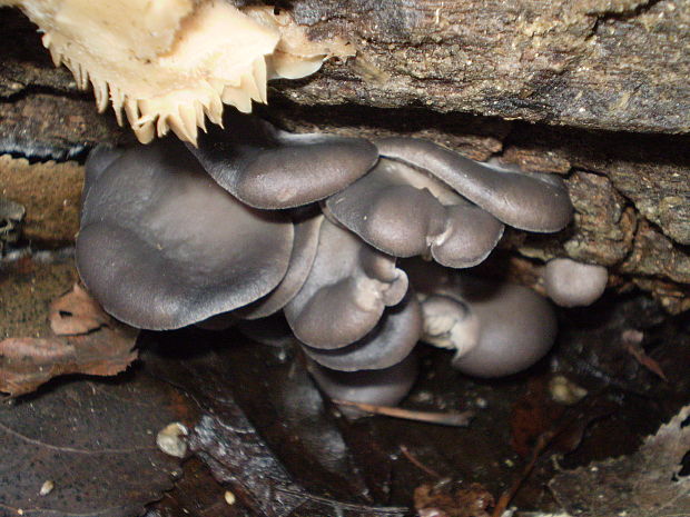 hliva ustricovitá Pleurotus ostreatus (Jacq.) P. Kumm.