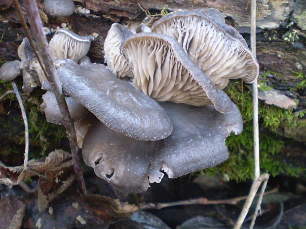 hliva ustricovitá Pleurotus ostreatus (Jacq.) P. Kumm.