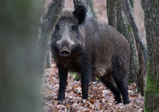 diviačica Sus scrofa