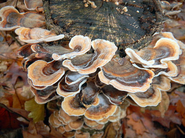 trúdnikovec pestrý Trametes versicolor (L.) Lloyd