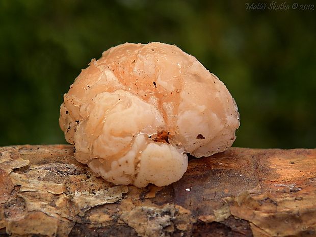 rôsolovka priesvitná Tremella encephala Willd.