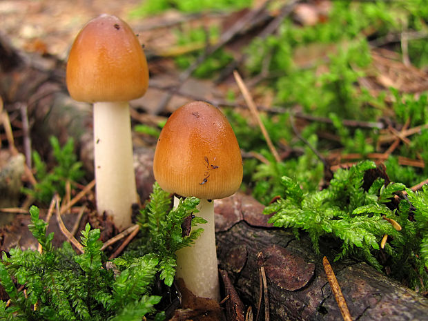 muchotrávka plavohnedá Amanita fulva Fr.