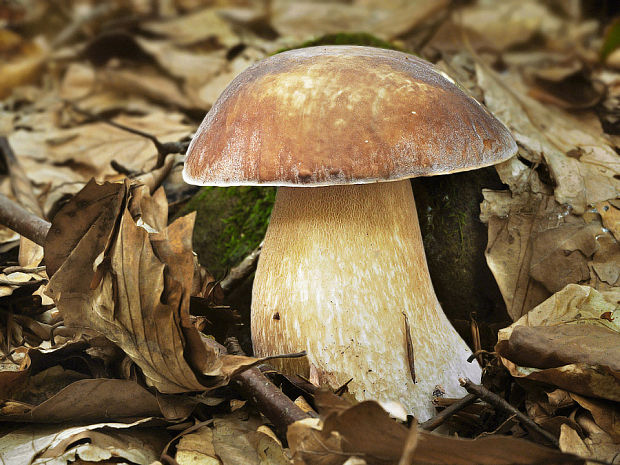 hríb dubový Boletus reticulatus Schaeff.