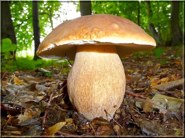 hríb dubový Boletus reticulatus Schaeff.