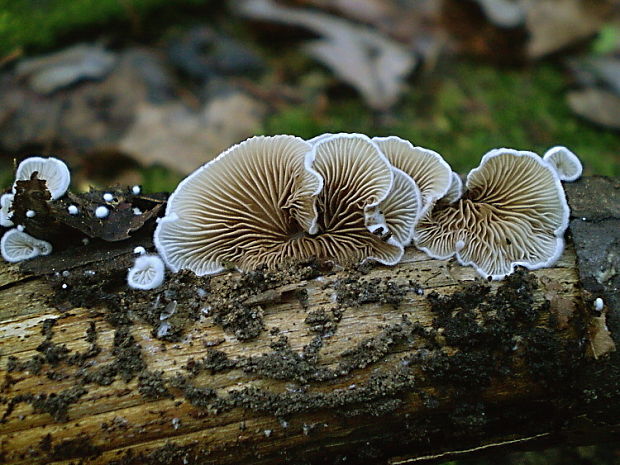 pahliva premenlivá  Crepidotus variabilis (Pers.) P. Kumm.