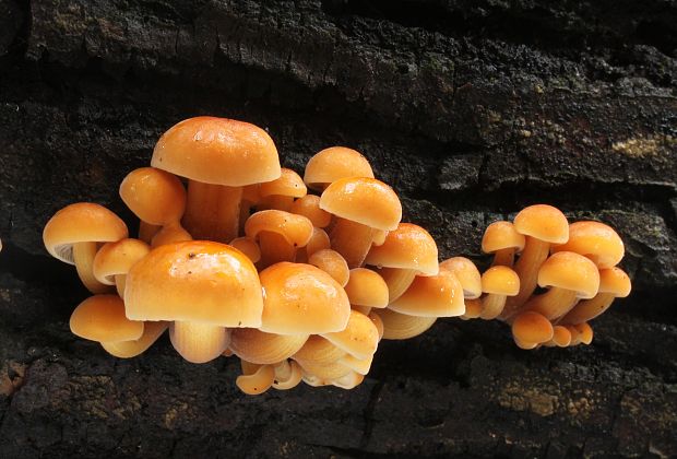 plamienka Flammulina sp.