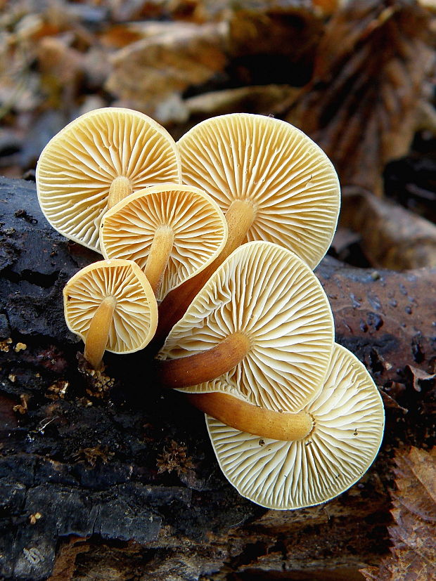 plamienka Flammulina sp.