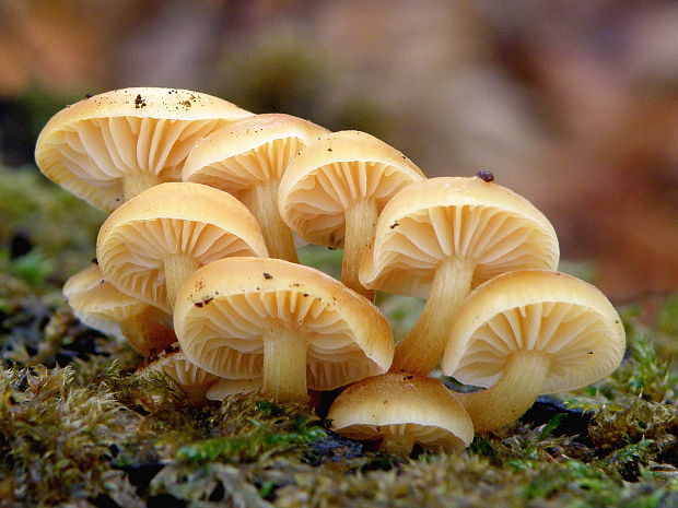 plamienka Flammulina sp.