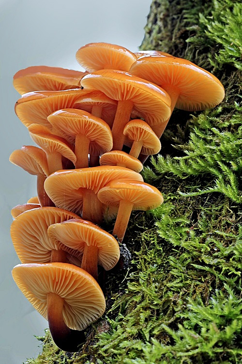 plamienka Flammulina sp.