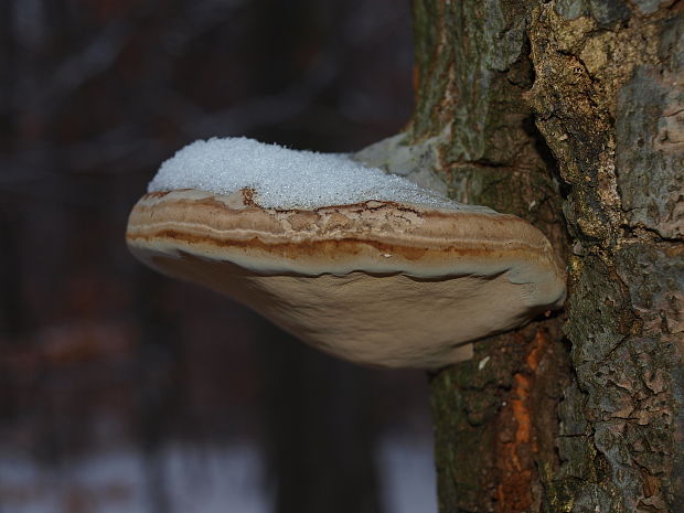 práchnovec kopytovitý Fomes fomentarius (L.) J.J. Kickx