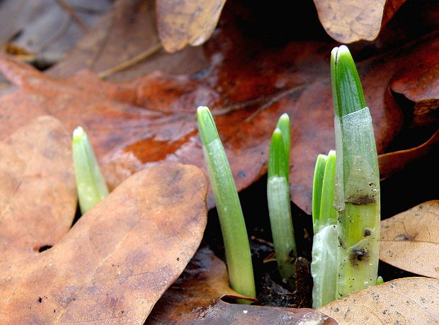 snežienka jarná Galanthus nivalis L.