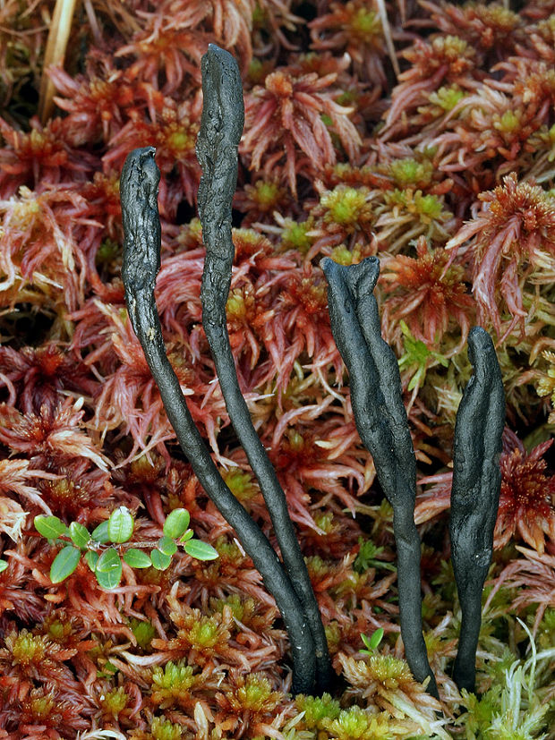 jazýček Geoglossum glabrum Pers.