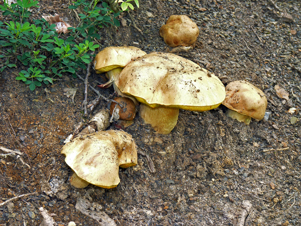 hríb plavý Hemileccinum impolitum (Fr.) Šutara