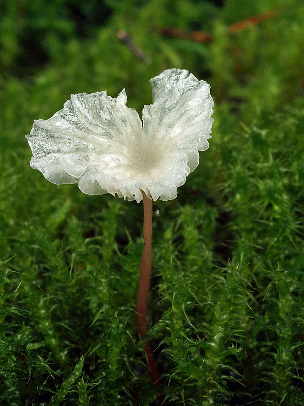 tancuľka Vaillantova Marasmiellus vaillantii (Pers.) Singer