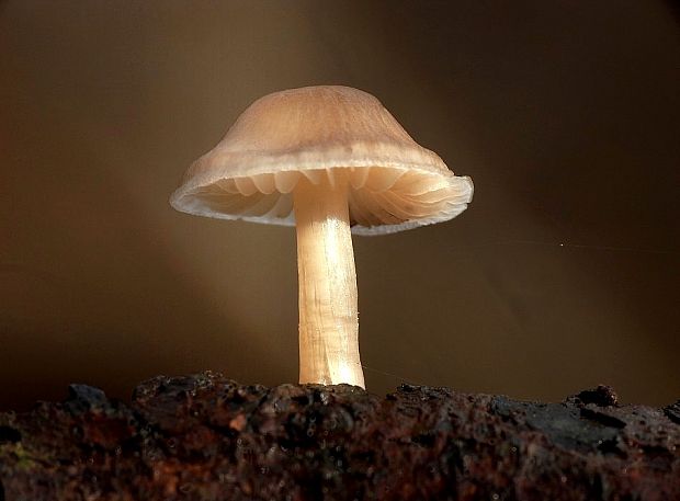 prilbička Mycena sp.