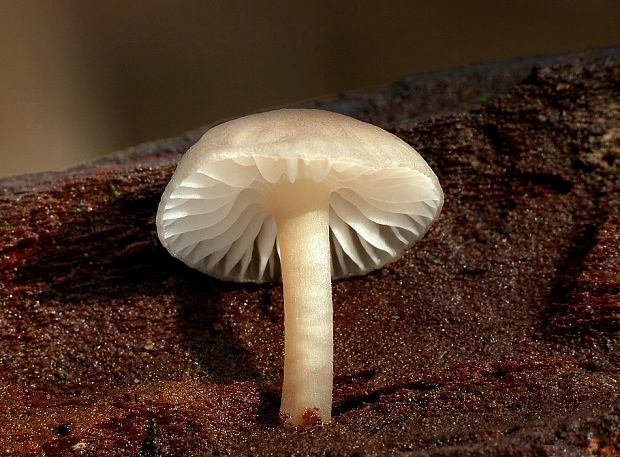 prilbička Mycena sp.