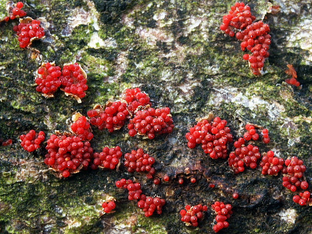 hlivka červená Nectria cinnabarina (Tode) Fr.