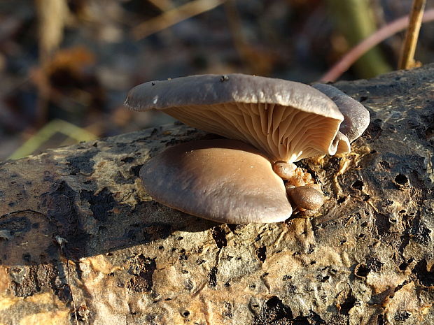 hliva ustricovitá Pleurotus ostreatus (Jacq.) P. Kumm.