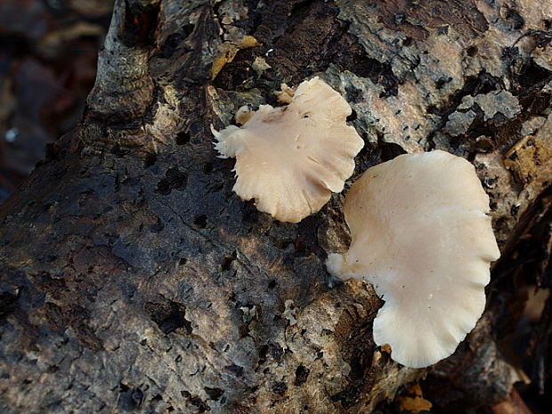 hliva buková Pleurotus pulmonarius (Fr.) Quél.