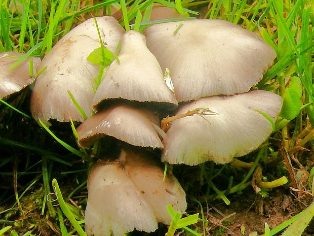 křehutka Candolleova - Drobuľka Candolleova Psathyrella candolleana  (Fr.) Maire