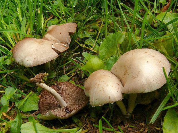 křehutka Candolleova - Drobuľka Candolleova Psathyrella candolleana  (Fr.) Maire