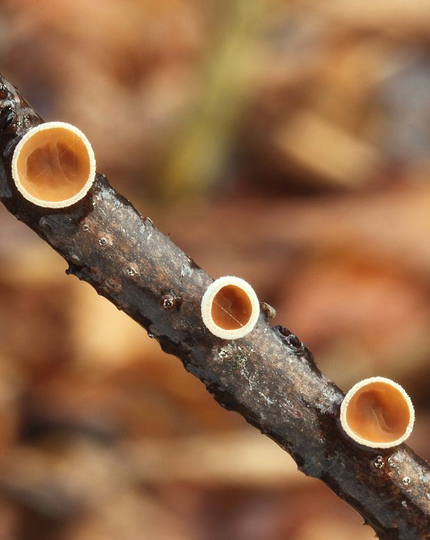 škľabka plstnatá Schizophyllum amplum (Lév.) Nakasone