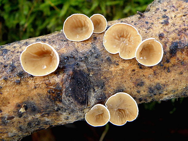 škľabka plstnatá Schizophyllum amplum (Lév.) Nakasone