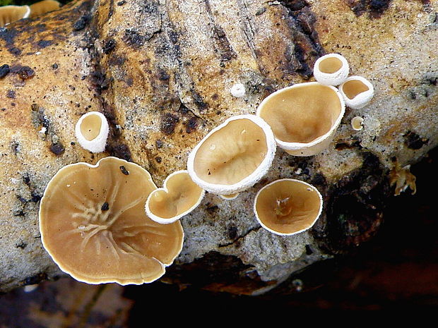 škľabka plstnatá Schizophyllum amplum (Lév.) Nakasone