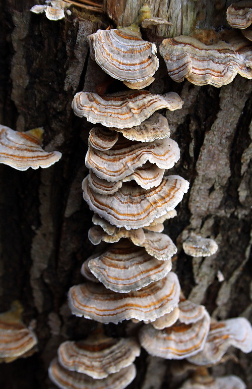 trúdnikovec pestrý Trametes versicolor (L.) Lloyd