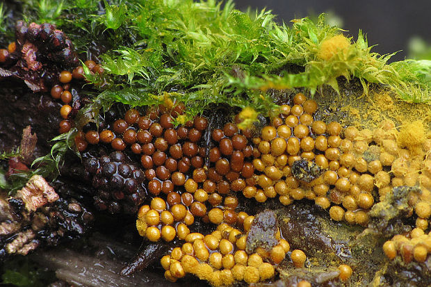 vlasnačka Trichia sp.