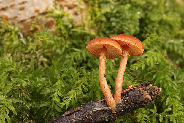 smeťovka zimná Tubaria furfuracea (Pers.) Gillet