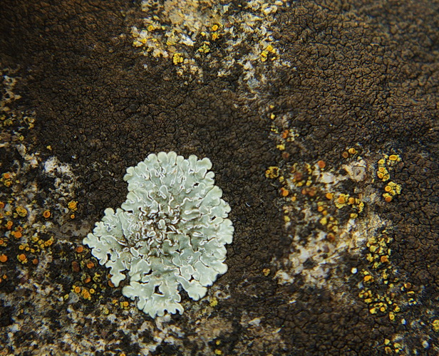 bradavnica černasta Verrucaria nigrescens f. nigrescens Pers.