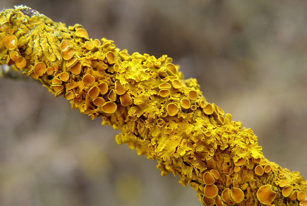 diskovník múrový Xanthoria parietina var. parietina