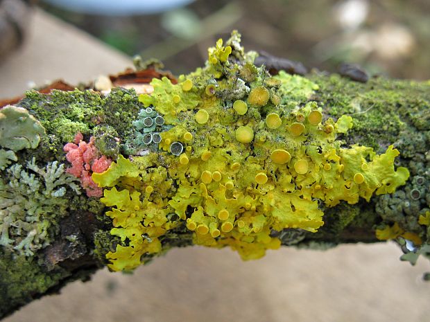 diskovník múrový Xanthoria parietina var. parietina