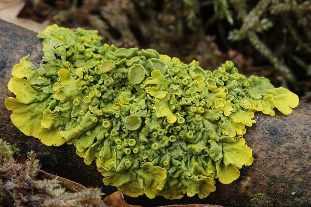 diskovník múrový Xanthoria parietina var. parietina