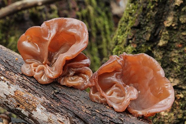 uchovec bazový Auricularia auricula-judae (Bull.) Quél.