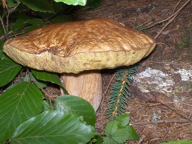 hríb smrekový Boletus edulis Bull.