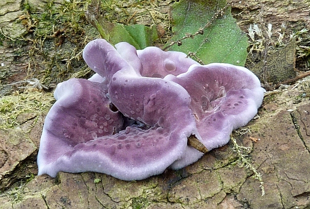 pevníkovec purpurový Chondrostereum purpureum (Pers.) Pouzar