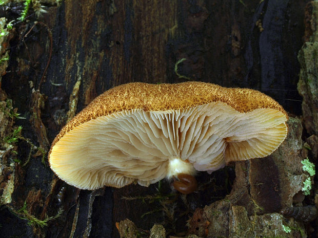 pahliva šafranová Crepidotus crocophyllus (Berk.) Sacc.