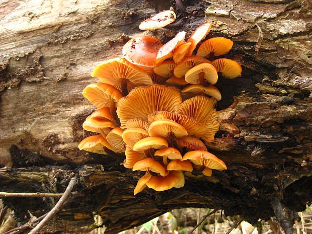 plamienka Flammulina sp.