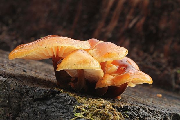 plamienka Flammulina sp.