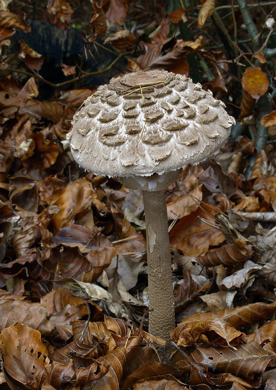 bedľa vysoká Macrolepiota procera (Scop.) Singer