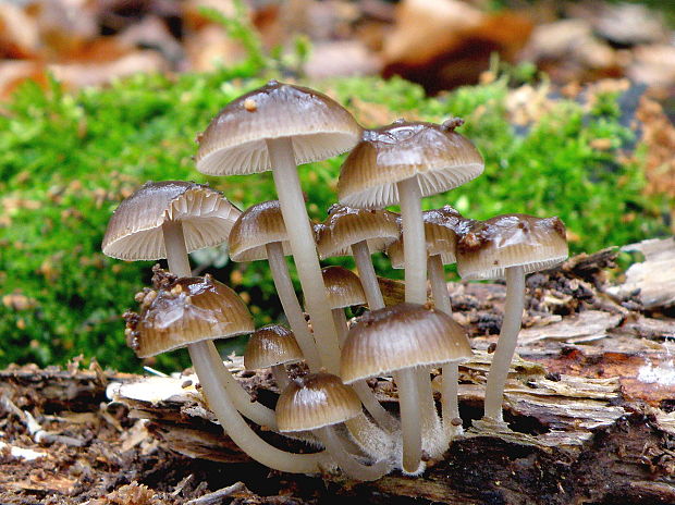 prilbička hnedosivá Mycena tintinnabulum (Paulet) Quél.