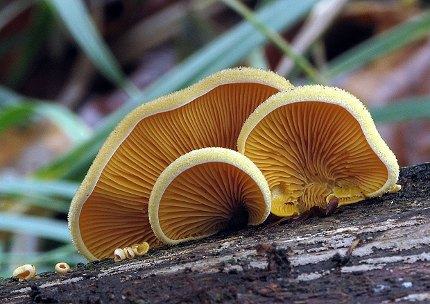 hlivník hniezdovitý Phyllotopsis nidulans (Pers.) Singer