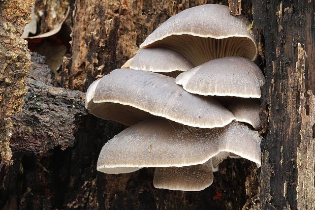 hliva ustricovitá Pleurotus ostreatus (Jacq.) P. Kumm.