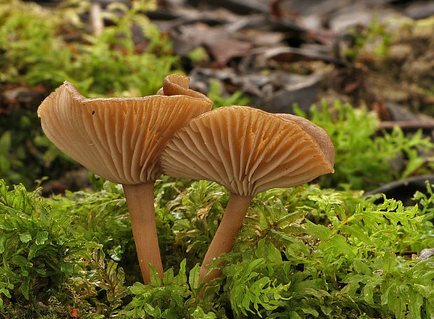 strmulica čiaškovitá Pseudoclitocybe cyathiformis (Bull.) Singer